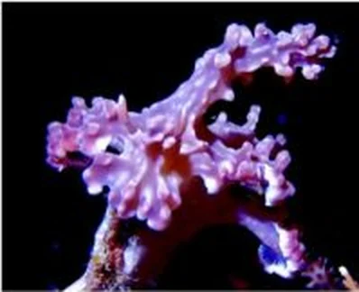 Pink soft coral against dark water