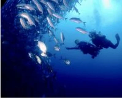 Diver beside a school of fish in blue water
