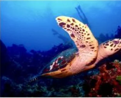 Hawksbill turtle above the reef